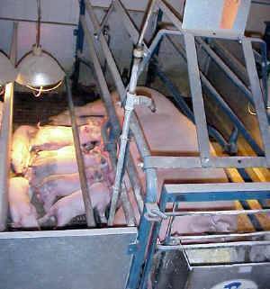 Sows Farrow on raised wire crates